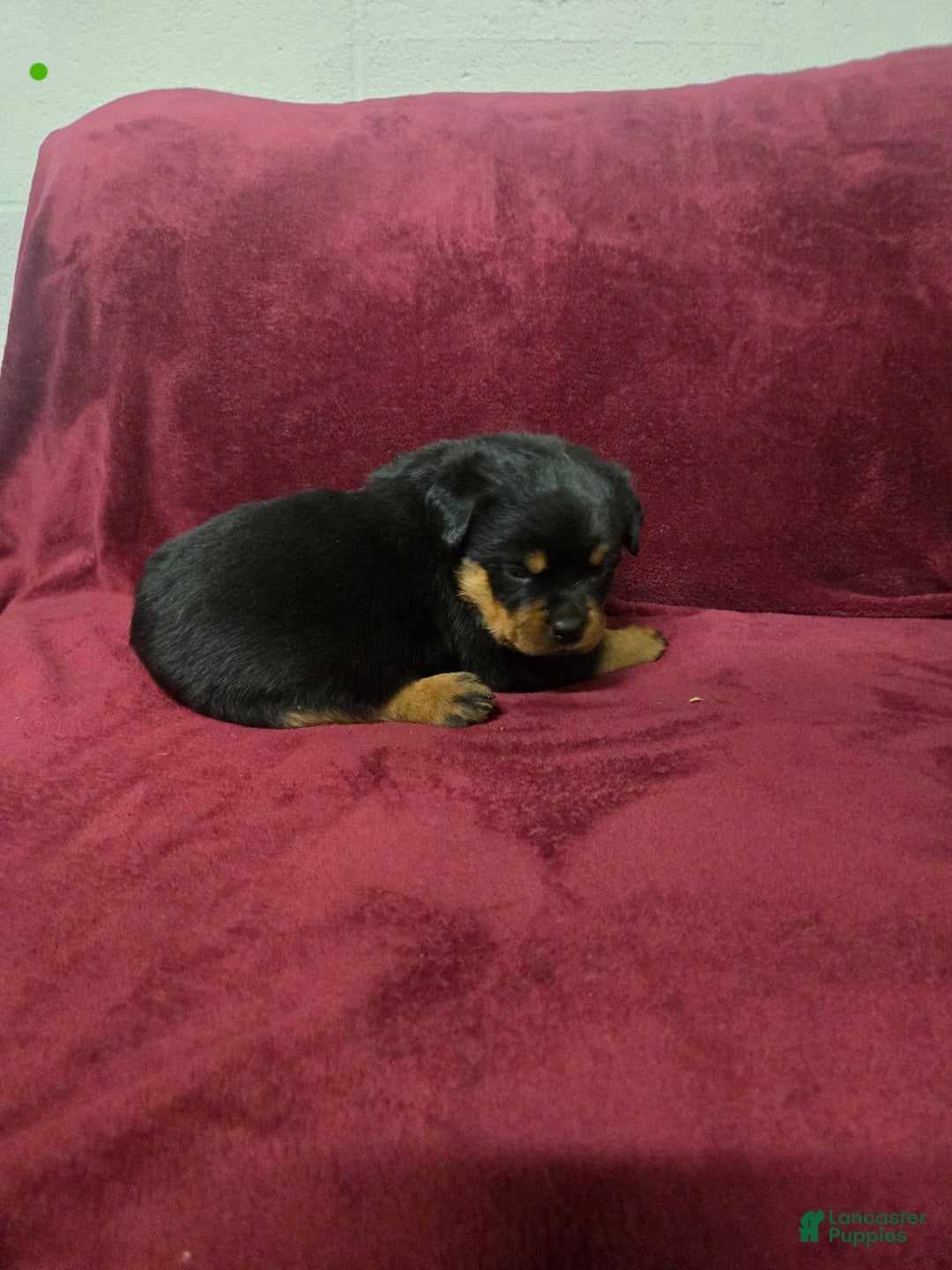 Rottweiler dogs for sale: Rosie **Claimed** - Ad 4