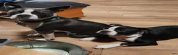 Boston Terrier dogs for sale: Jet - Ad 3