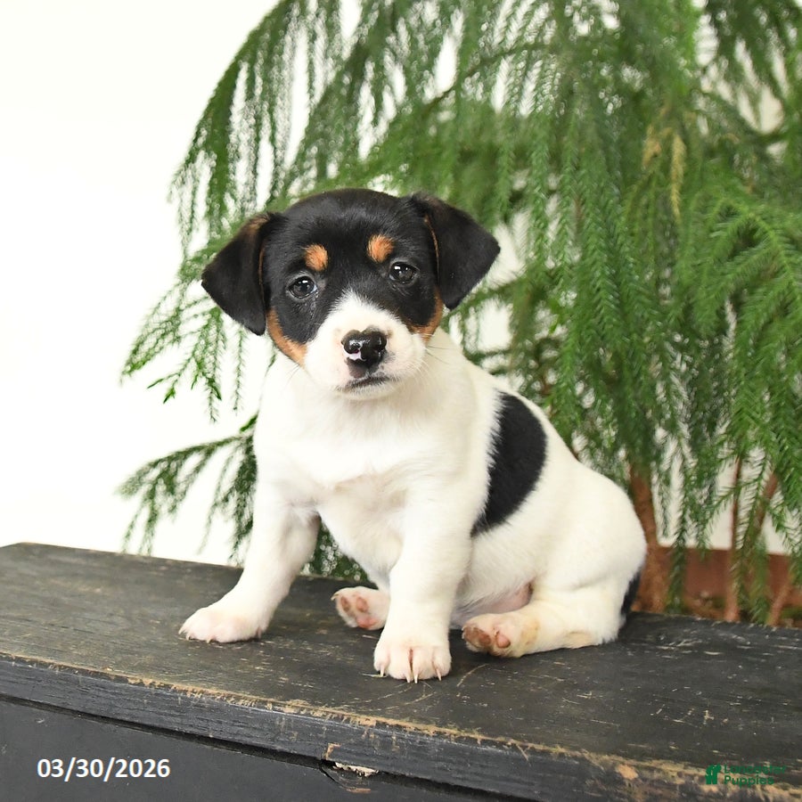 Jack Russell Terrier dogs Judy - Ad 2