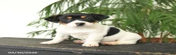 Jack Russell Terrier dogs for sale: Judy - Ad 2