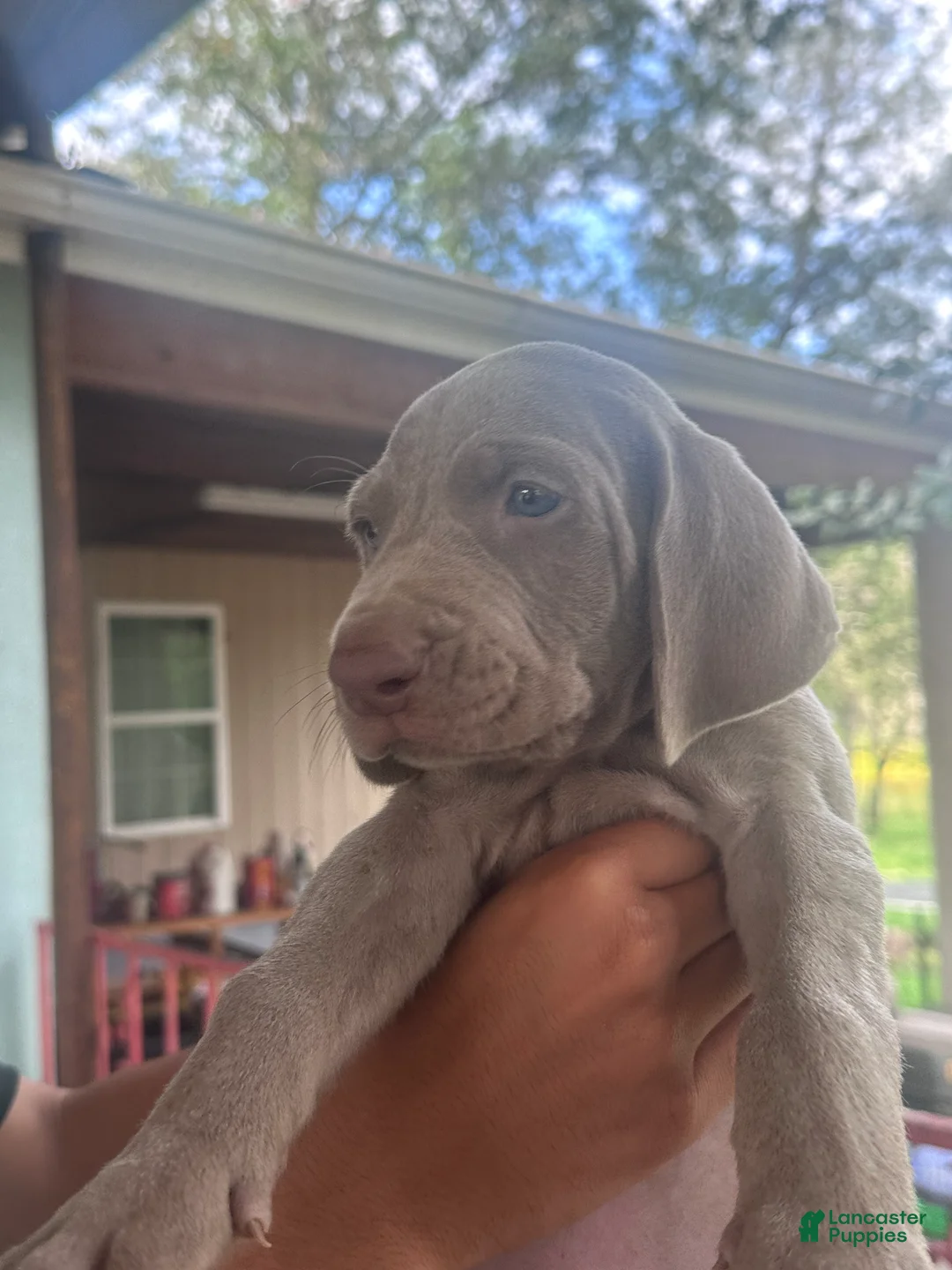 Weimaraner dogs for sale: Braulio - Ad 1
