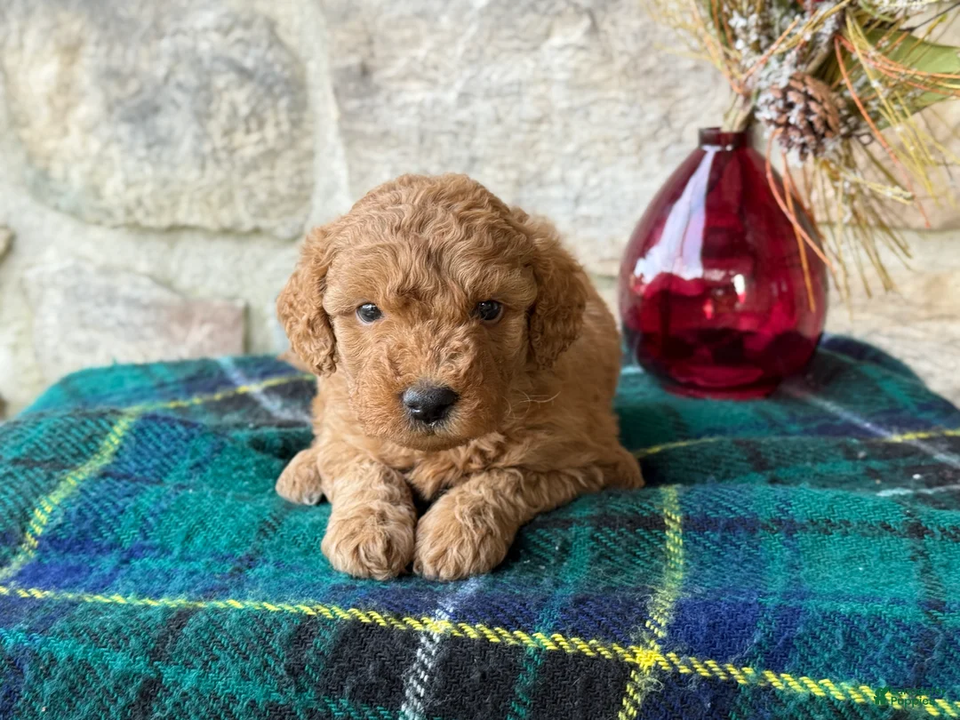 Mini Goldendoodle dogs for sale: Snowball - Ad 4