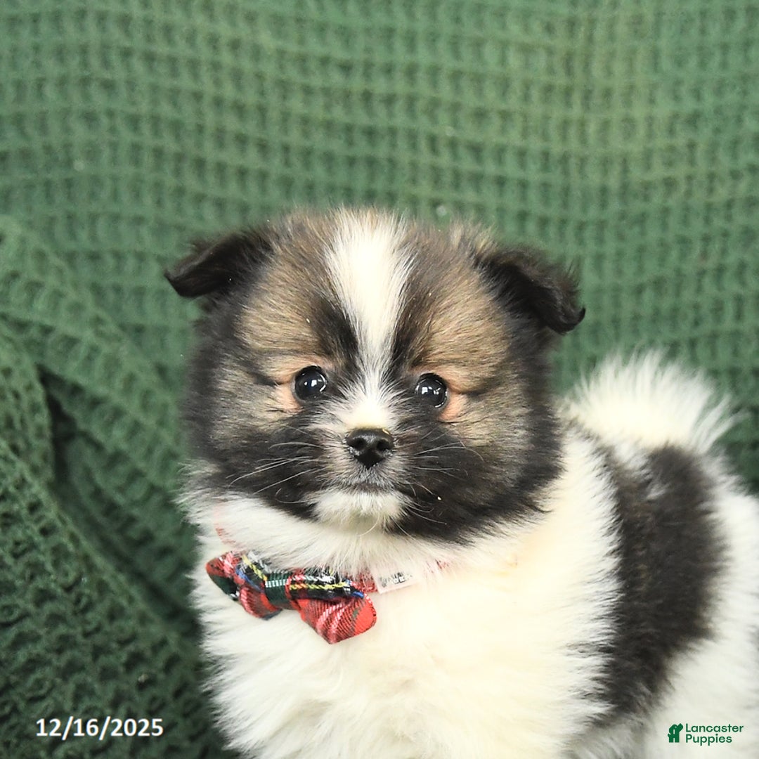 Pomeranian dogs for sale: Dallas - Ad 5