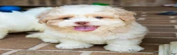 Shihpoo dogs for sale: Sullivan - Ad 14