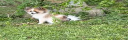 Pomeranian dogs for sale: Pomeranian Puppy 1 - Ad 7