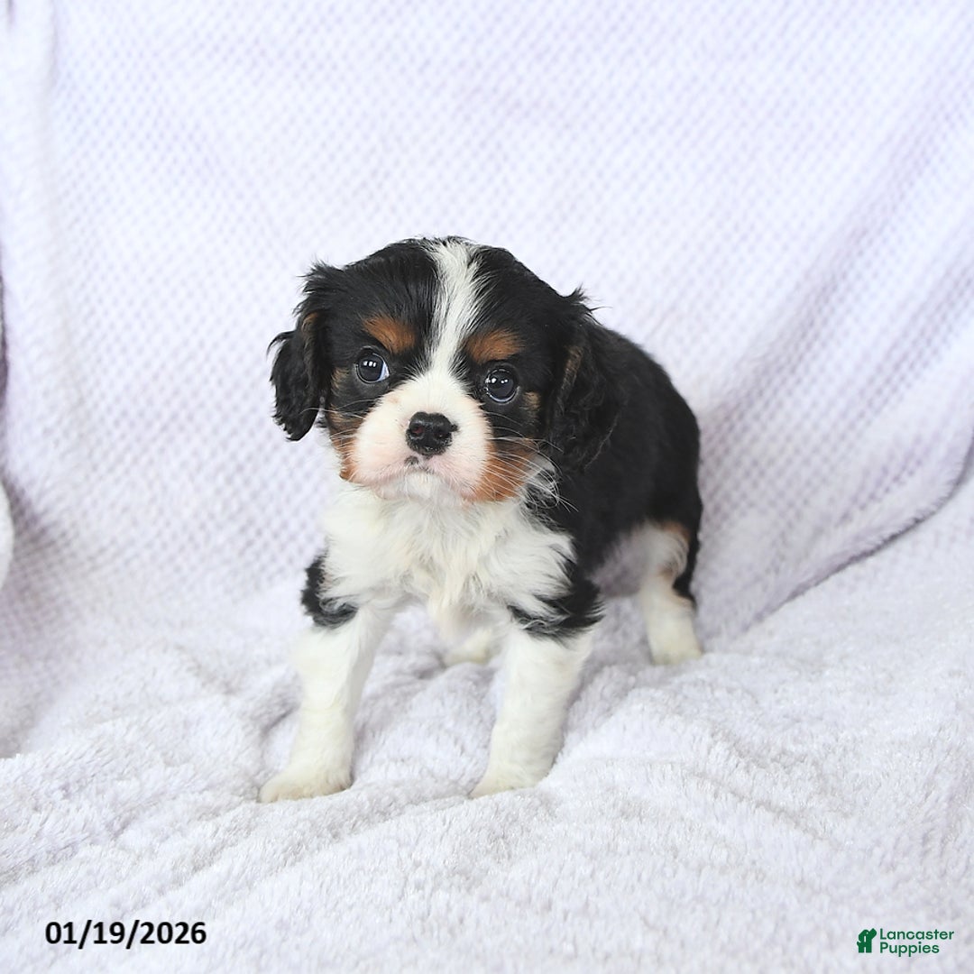 Cavalier King Charles Spaniel dogs for sale: Cuddles - Ad 4