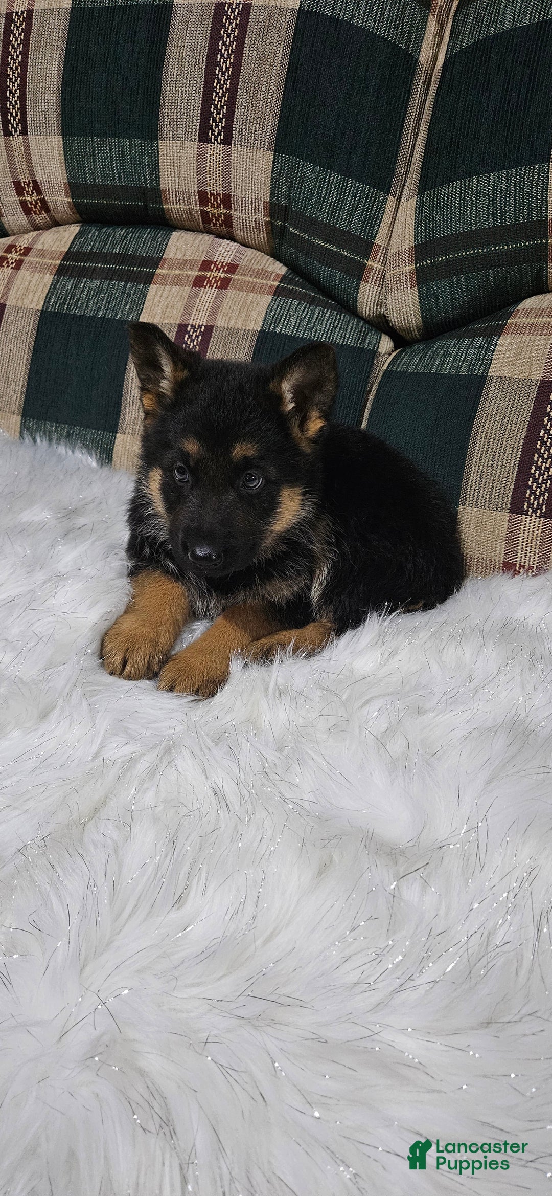 German Shepherd dogs for sale: Finn - Ad 9