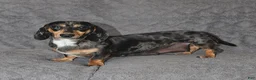 Miniature Dachshund dogs for sale: Jasmine - Ad 6