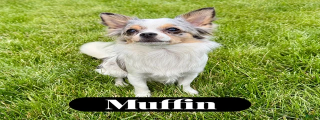 Muffin
