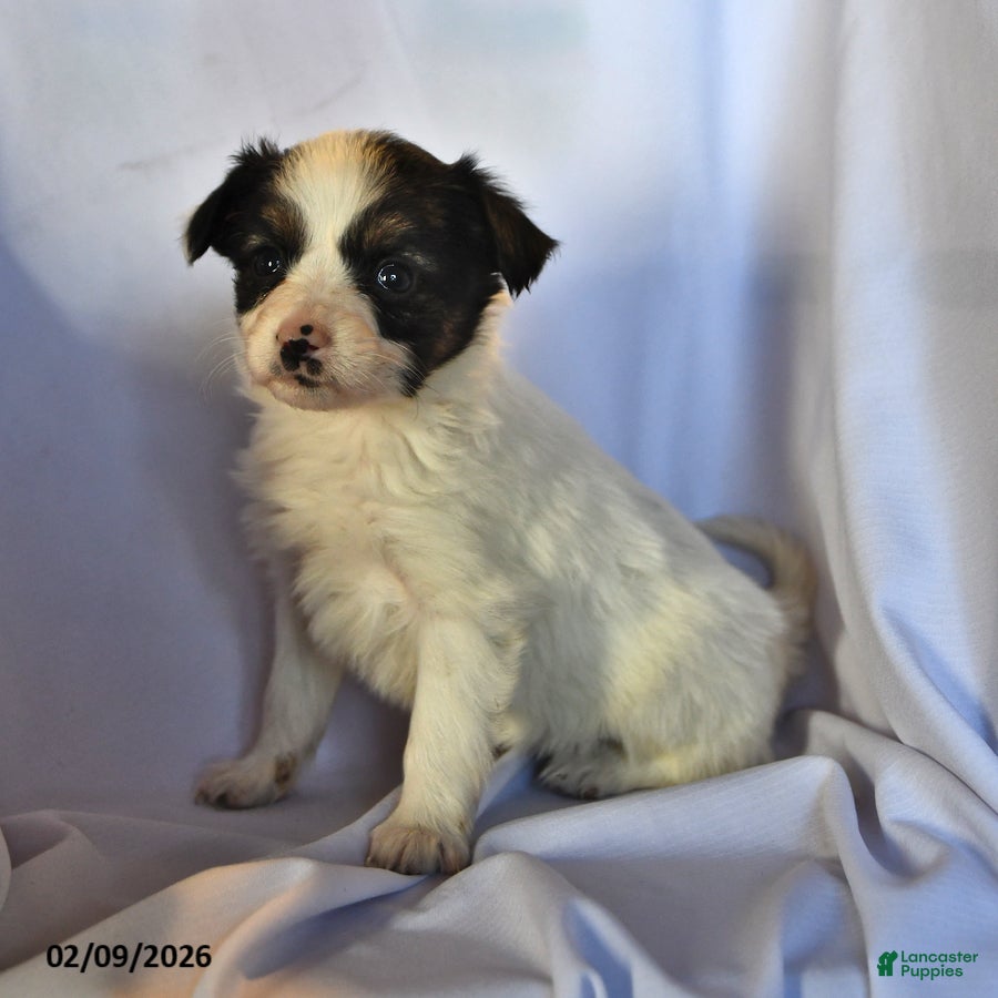 Papillon dogs Sphnix - Ad 1