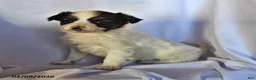 Papillon dogs for sale: Sphnix - Ad 2
