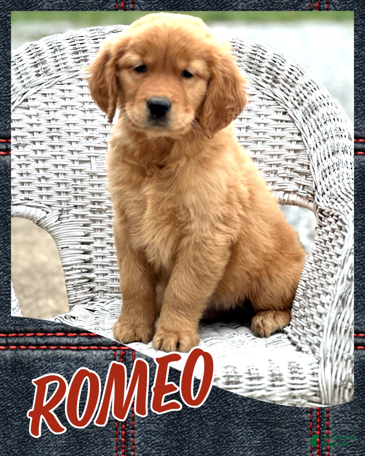 Golden Retriever dogs AKC Romeo - Ad 15