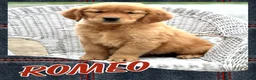 Golden Retriever dogs for sale: AKC Romeo - Ad 1