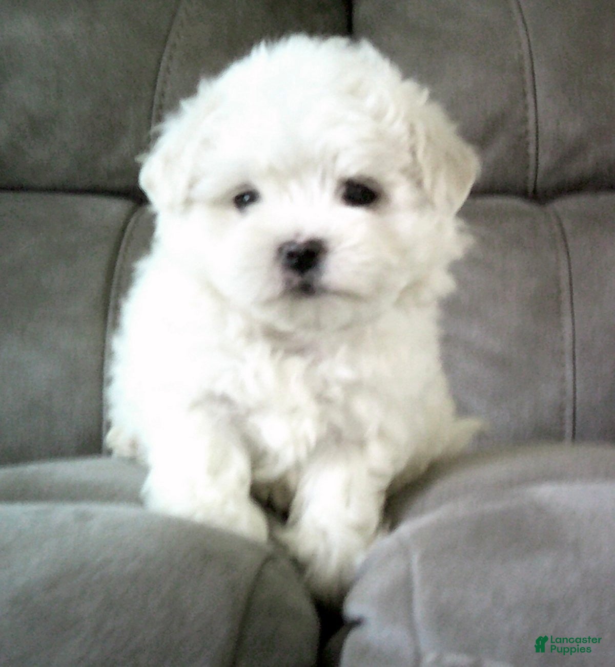 Maltese dogs for sale: Suzy - Ad 1