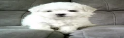 Maltese dogs for sale: Suzy - Ad 1