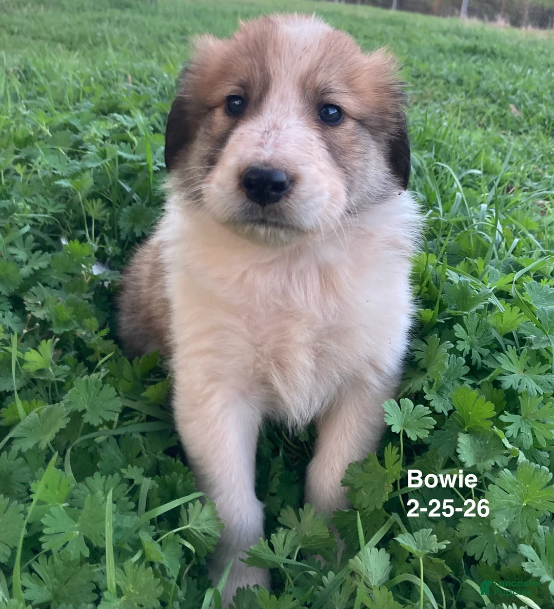 Collie dogs for sale: Bowie - Ad 1