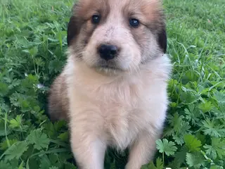 Collie dogs Bowie - Ad 4