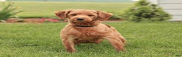 Mini Goldendoodle dogs for sale: London - Ad 6