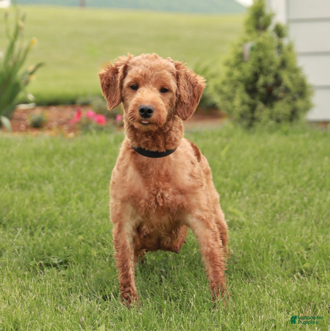 Mini Goldendoodle dogs for sale: London - Ad 6