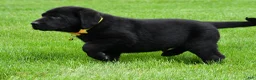 Labrador Retriever dogs for sale: Wyatt - Ad 8