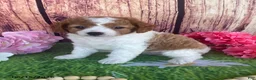 Cavapoo dogs for sale: Cupcake - Ad 9