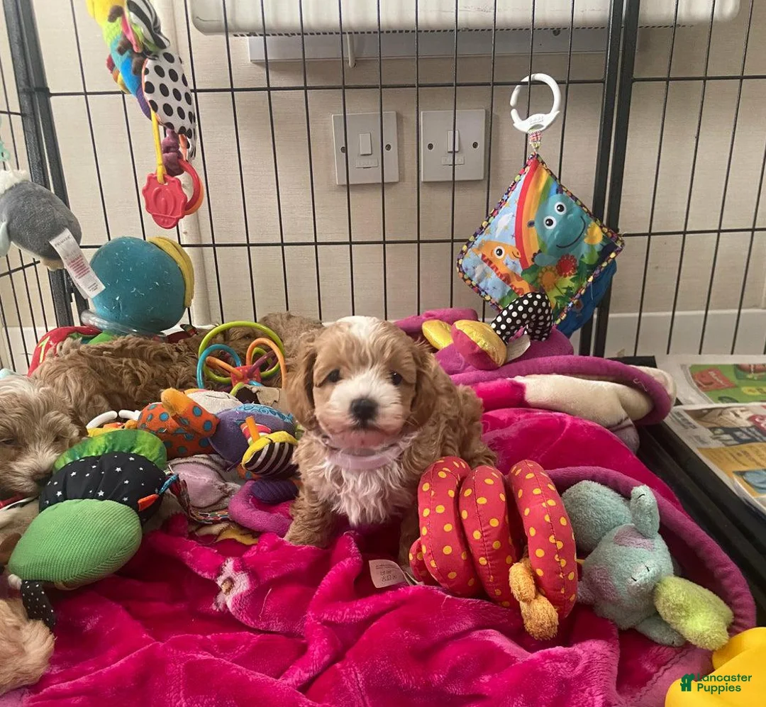 Maltipoo dogs for sale: Mike - Ad 7