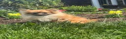 Pomeranian dogs for sale: Penny  - Ad 6