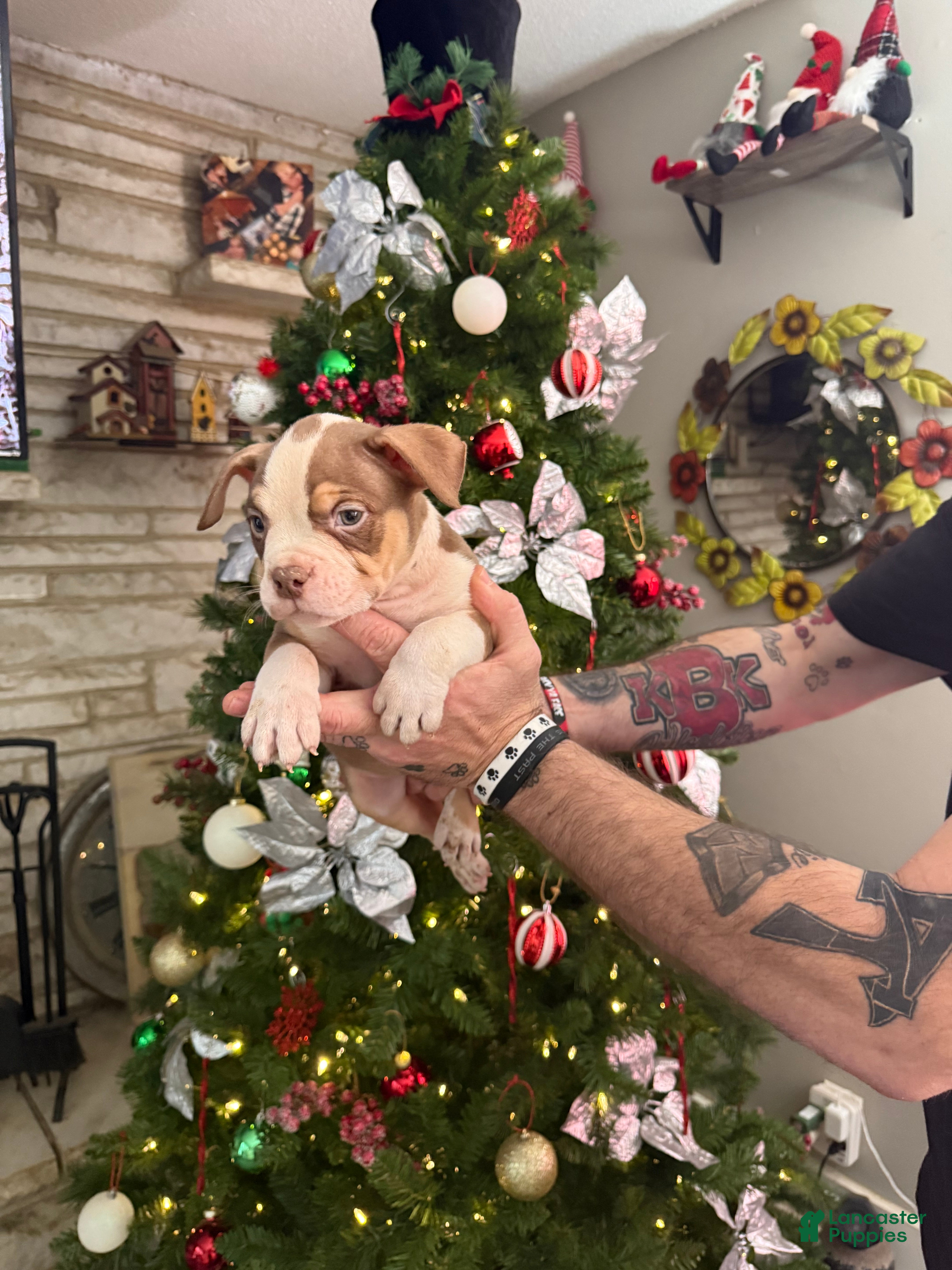 American Bully dogs Joker - Ad 25