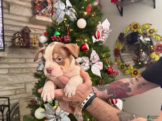 American Bully dogs Joker - Ad 35