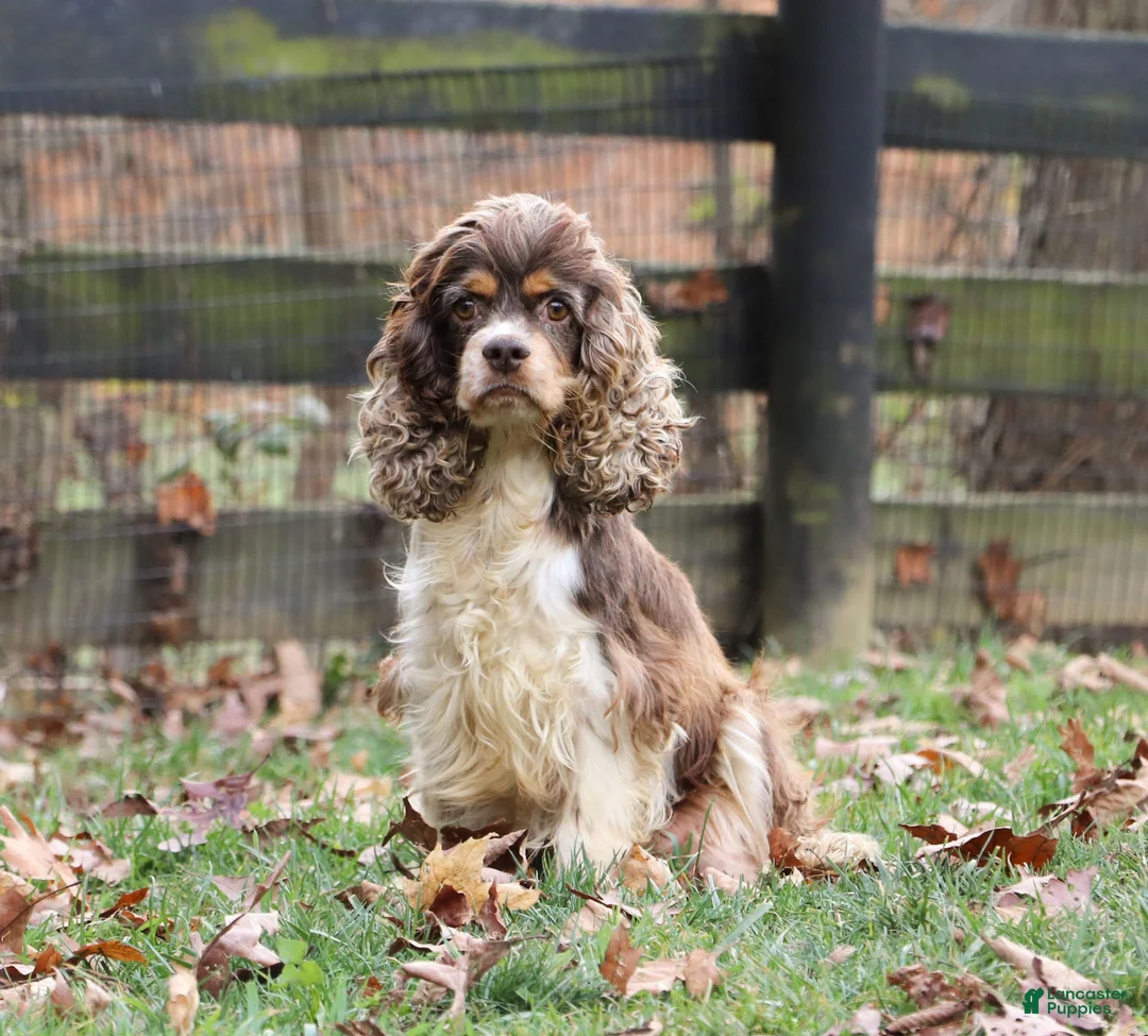 Cockapoo dogs for sale: Sage - Ad 11