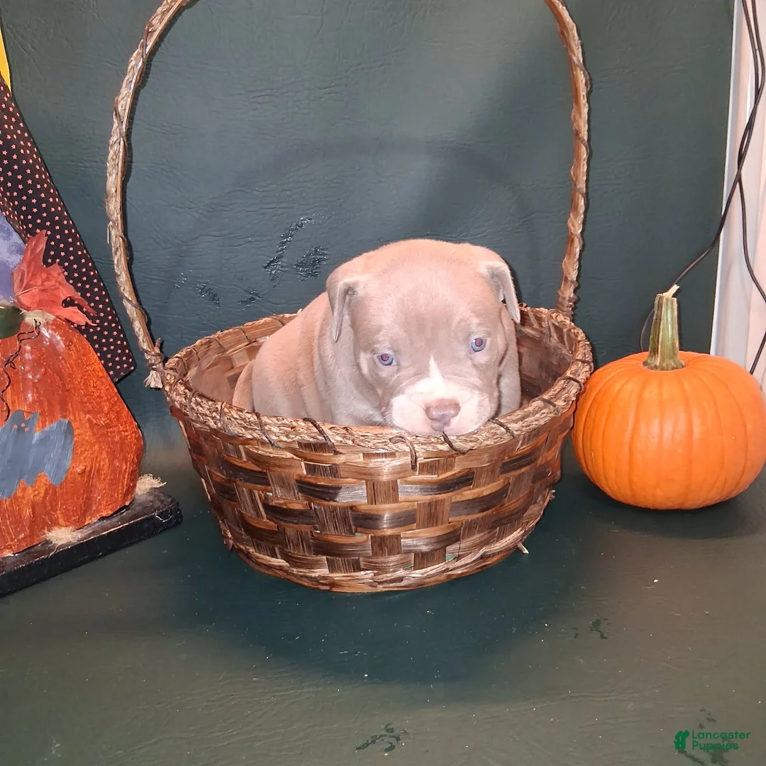American Bully dogs for sale: Mac - Ad 3