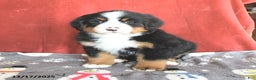 Bernese Mountain Dog dogs for sale: Dotty - Ad 5
