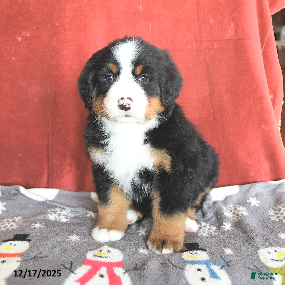 Bernese Mountain Dog dogs for sale: Dotty - Ad 5