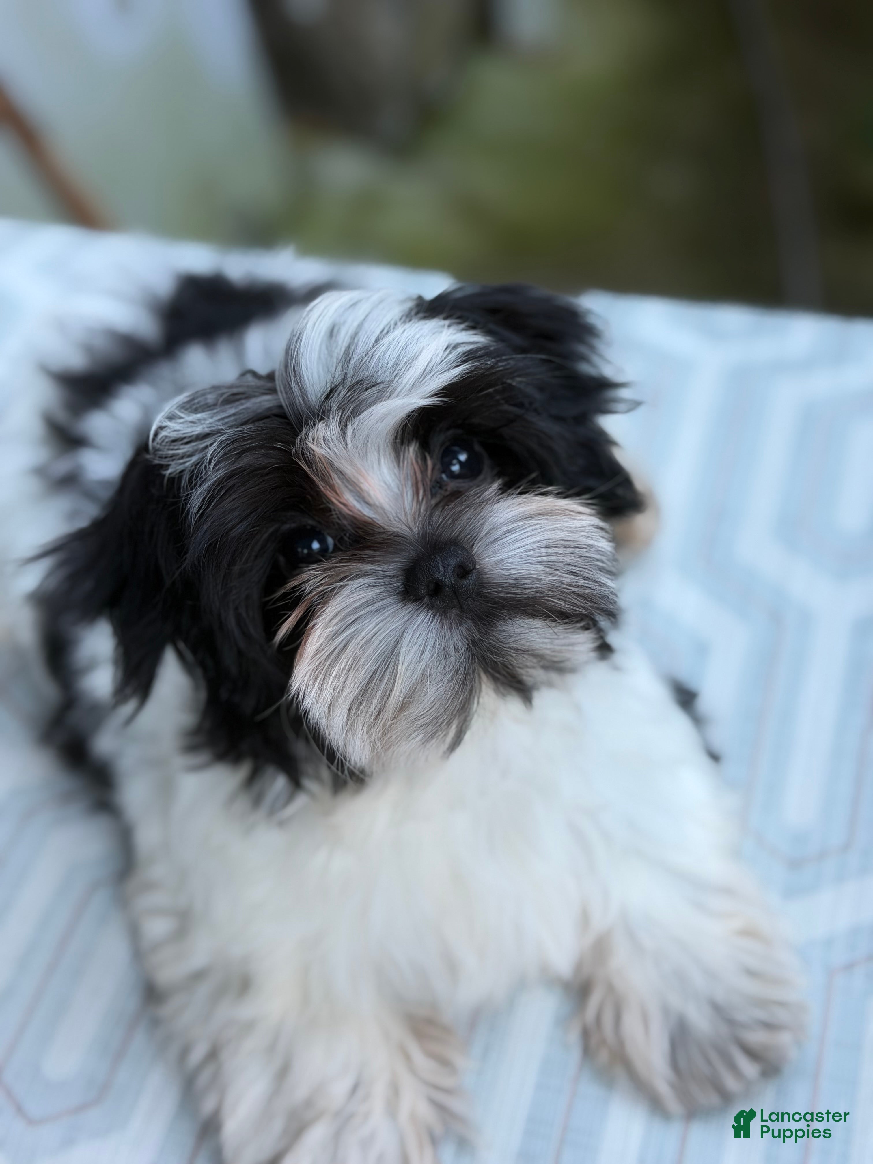 Morkie dogs for sale: Duke  - Ad 2