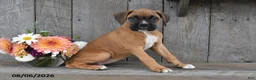 Boxer dogs for sale: Dori - Ad 2