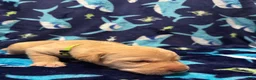 Labrador Retriever dogs for sale: Theodore (lime)  - Ad 4