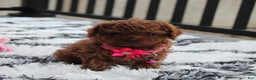 Toy Poodle dogs for sale: Bella - Ad 12