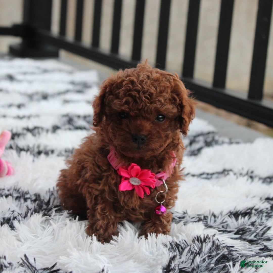 Toy Poodle dogs for sale: Bella - Ad 12
