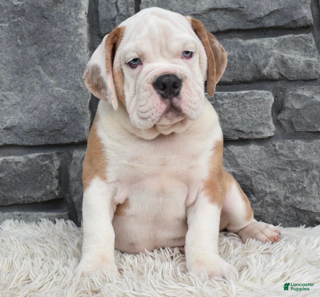 Beabull dogs  Bubba - Ad 2