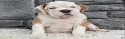 Beabull dogs for sale:  Bubba - Ad 2
