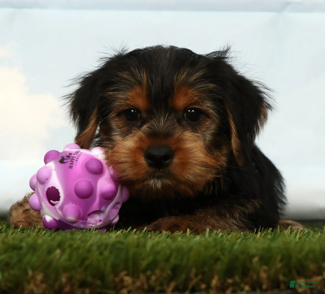 Yorkshire Terrier dogs for sale: Hero - Ad 2