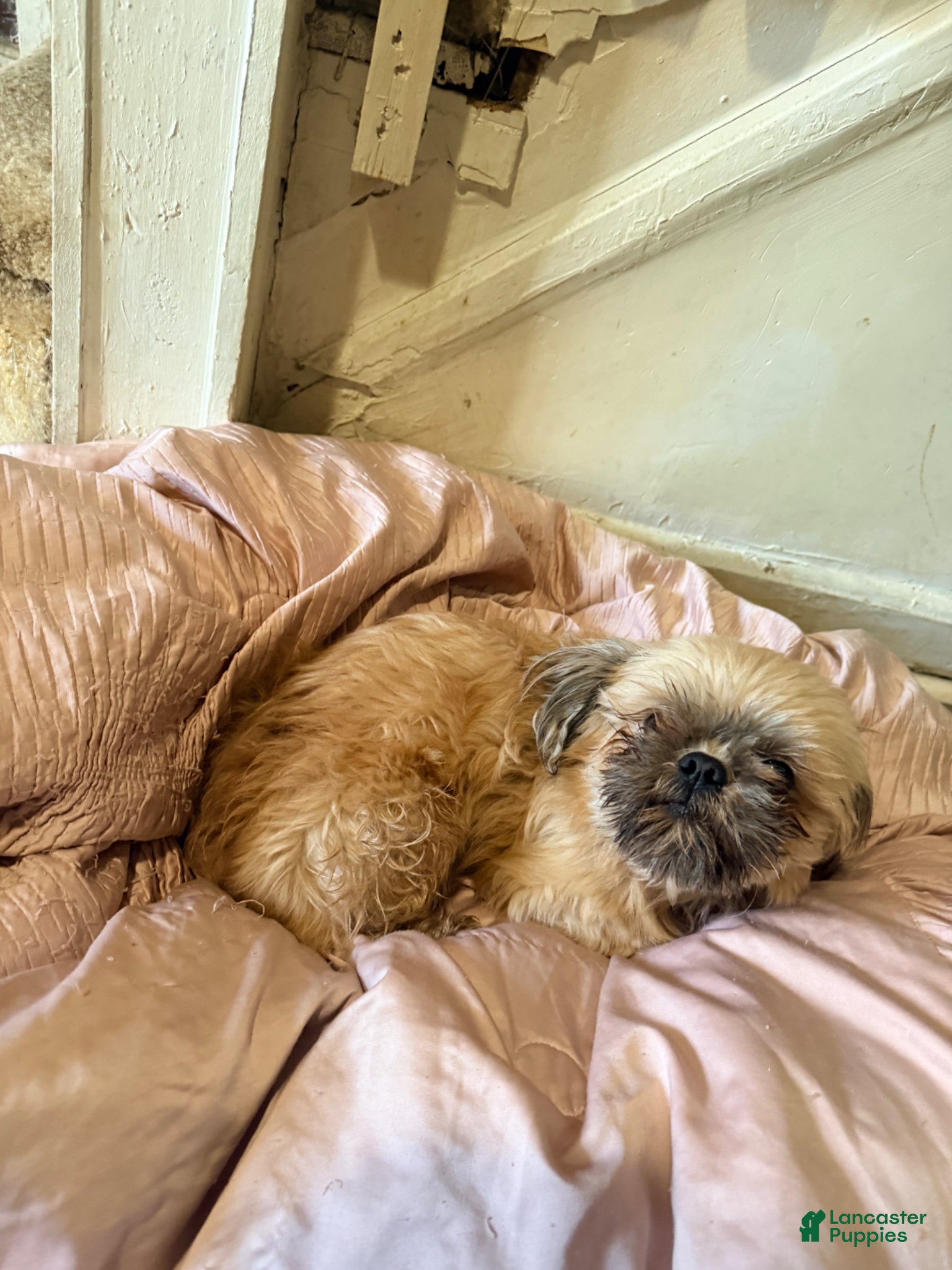 Shih Tzu dogs Shih Tzu Puppy 1 - Ad 40
