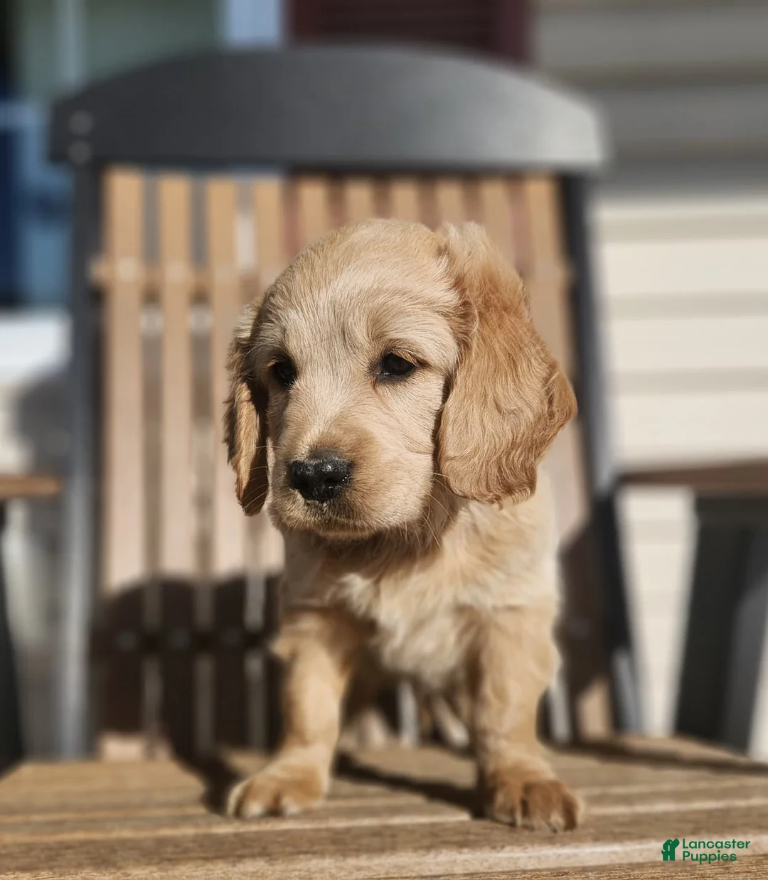 Mixed Breed dogs for sale: Cooper - Ad 2