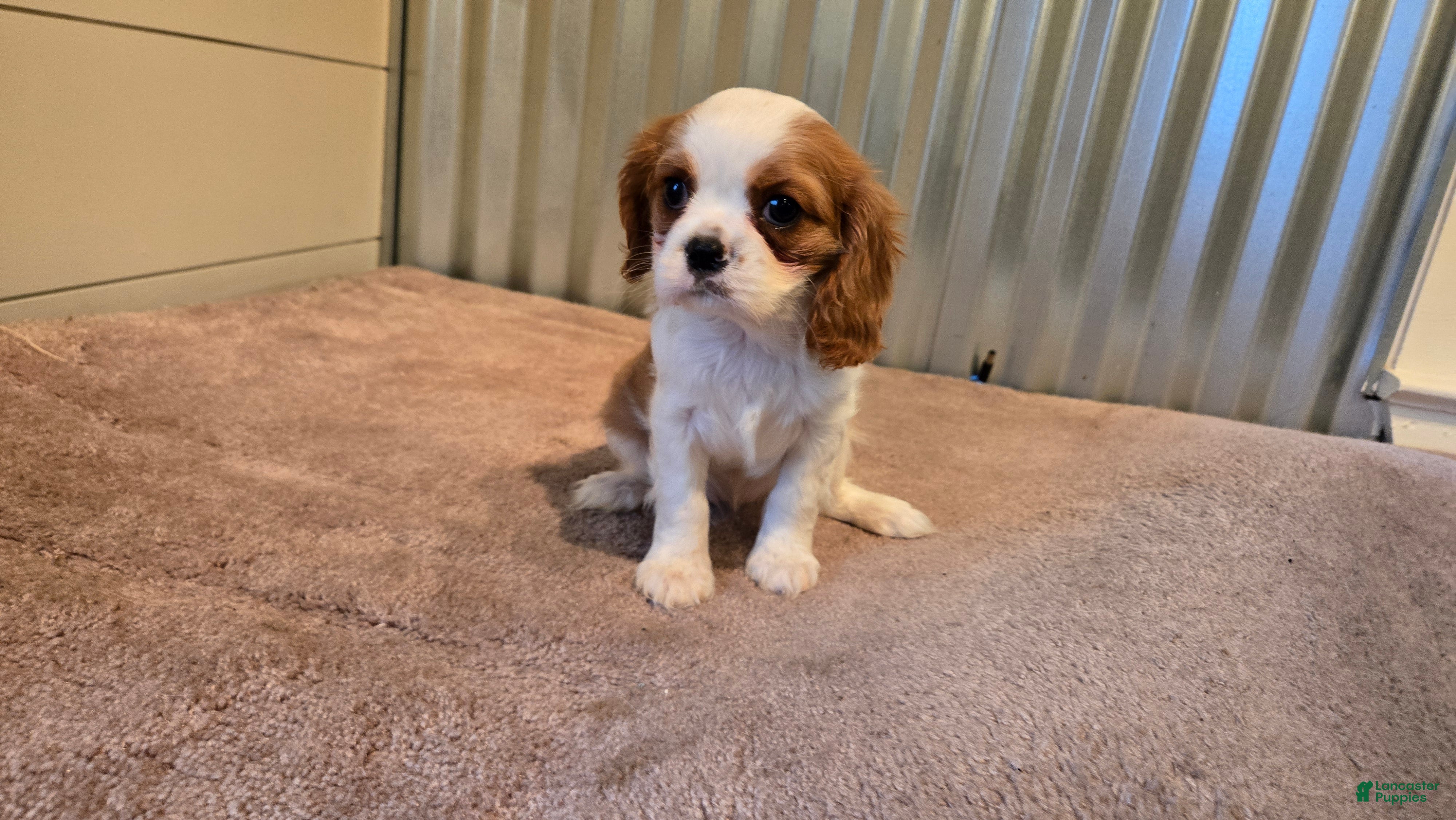 Cavalier King Charles Spaniel dogs Demi - Ad 1