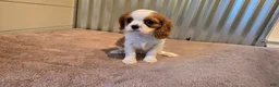 Cavalier King Charles Spaniel dogs for sale: Demi - Ad 1