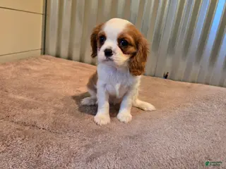 Cavalier King Charles Spaniel dogs for sale: Demi - Ad 4