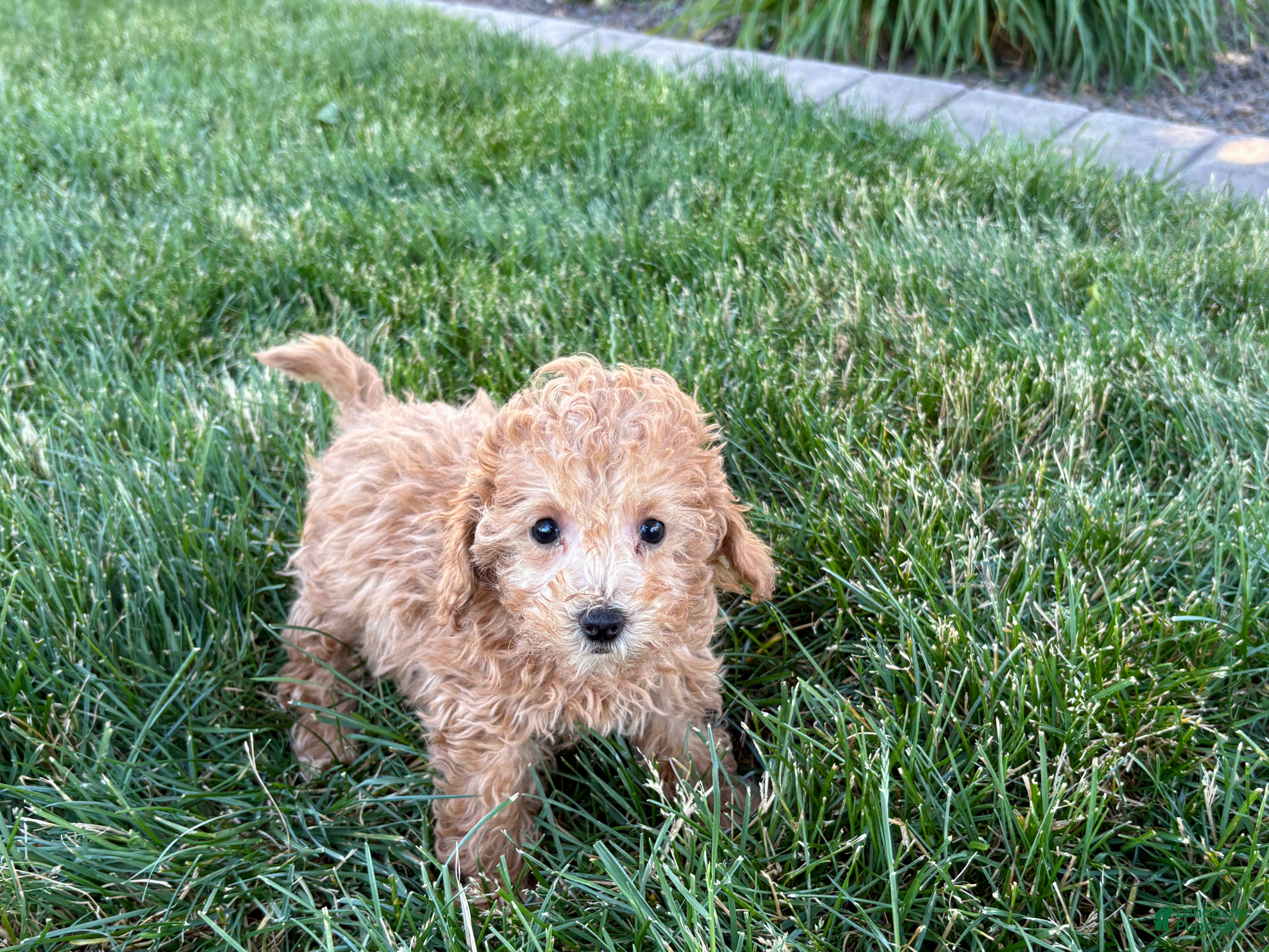 Maltipoo dogs for sale: Snickers  - Ad 12
