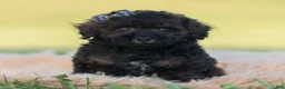 Toy Poodle dogs for sale: Dannie - Ad 3