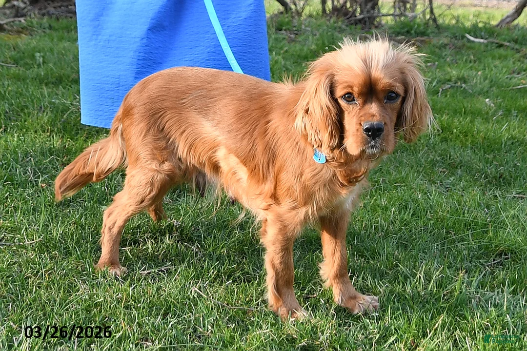 Cavapoo dogs for sale: Star - Ad 6