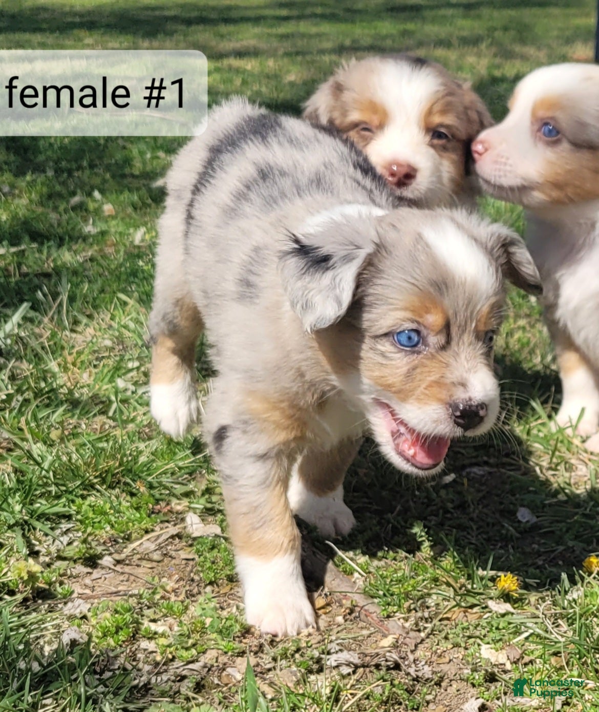 Miniature Australian Shepherd dogs Miniature Australian Shepherd Puppy 3 - Ad 1